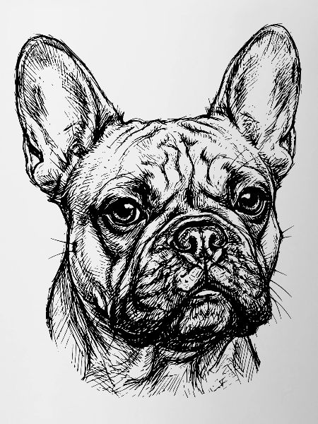 French Bulldog - Drawing