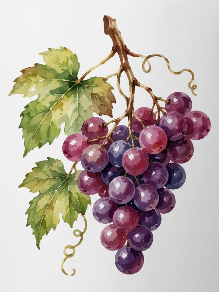 Grappe de raisins aquarelle
