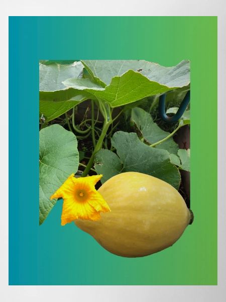 Yellow zucchini with blossom