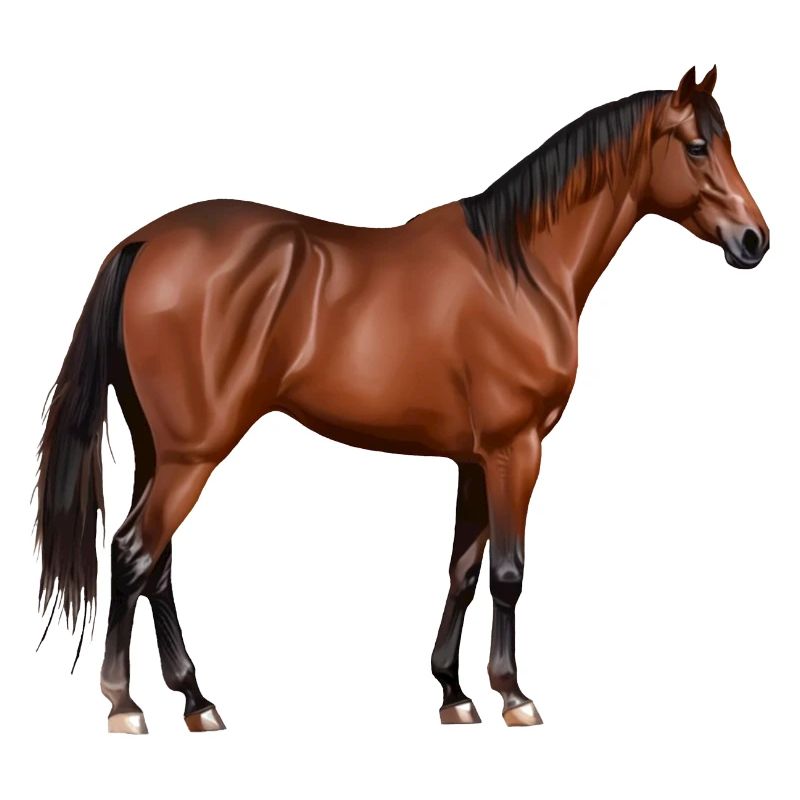 Serafina - cheval brun, debout