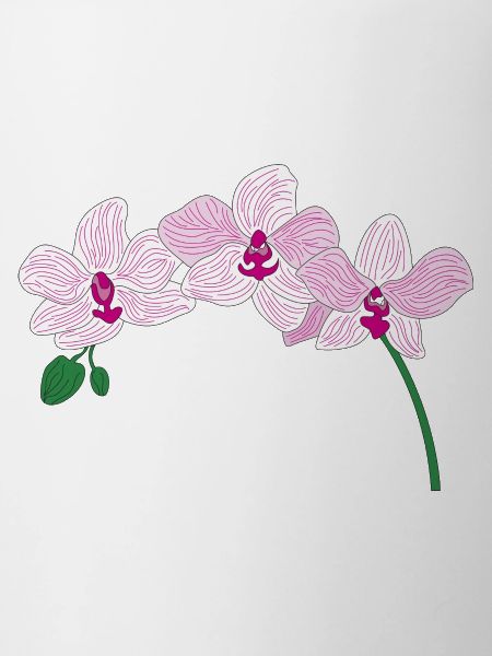 orchidée rose fleur