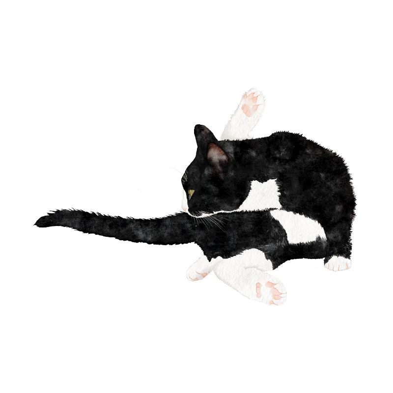 Katze