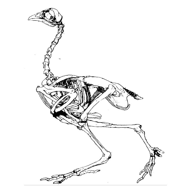 George Stubbs - Comparative Anatomical Exposition