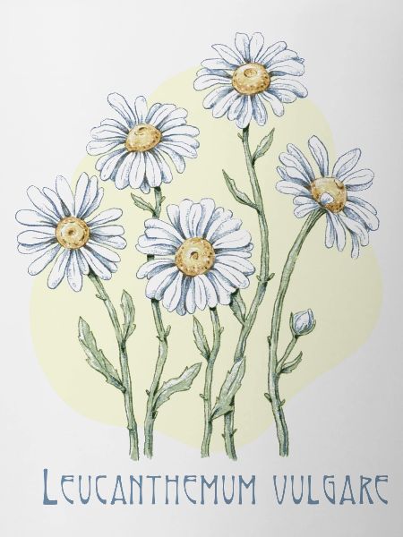 Jastrun proper botanical drawing