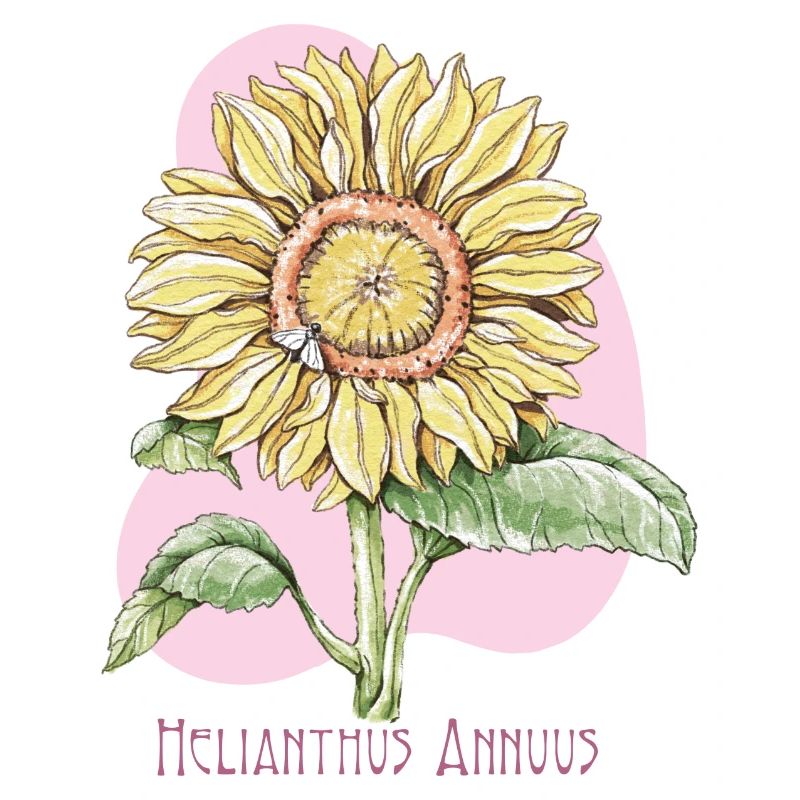Sunflower ordinary botanical drawing