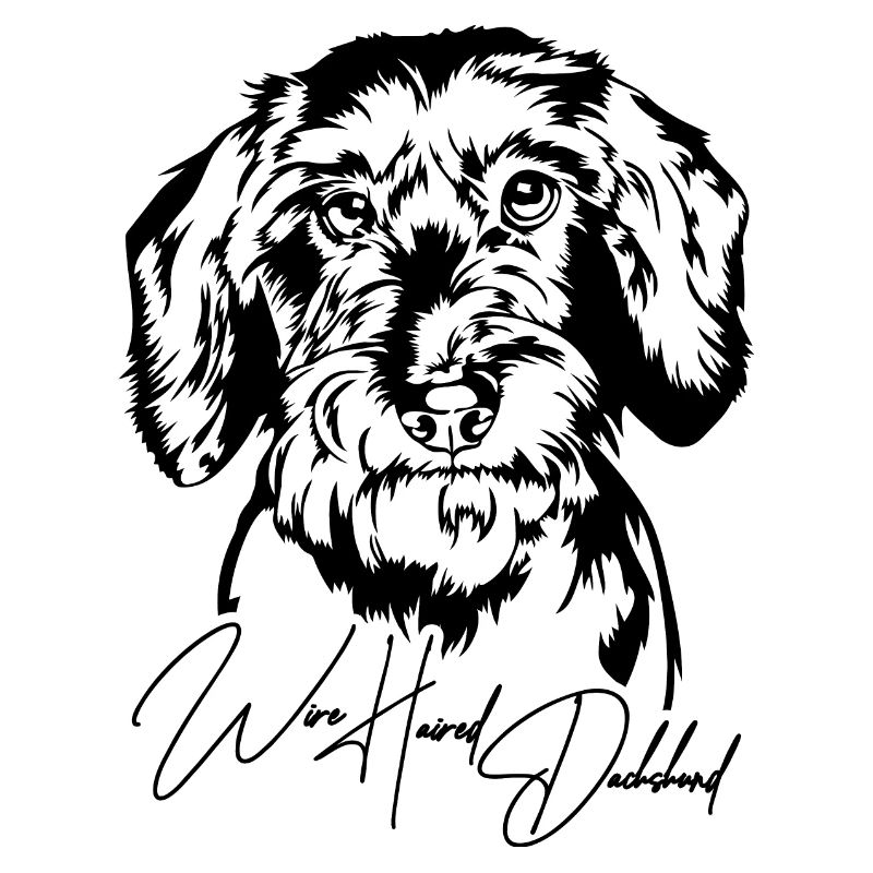 Wire Haired Dachshund Portrait Hunde Wilsigns