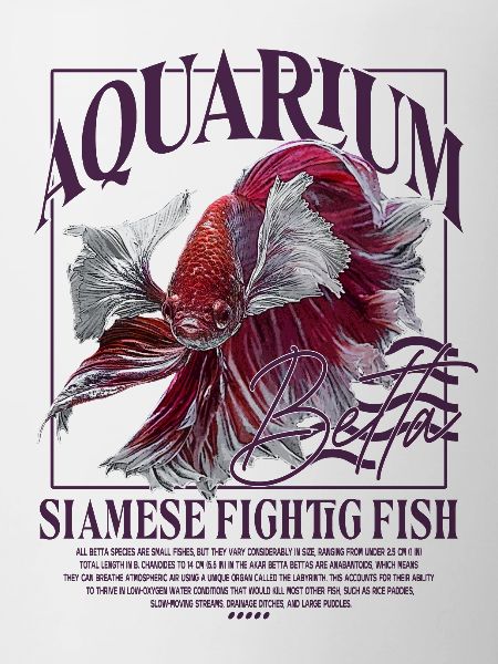 Betta Betta Fighting Fish