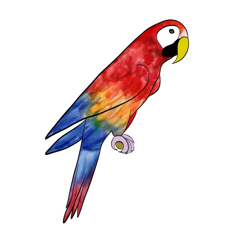 Perroquet Ara - Ara perroquet