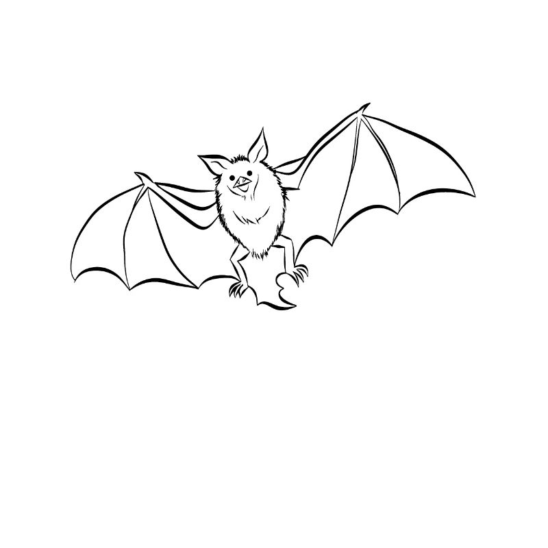 chauve-souris