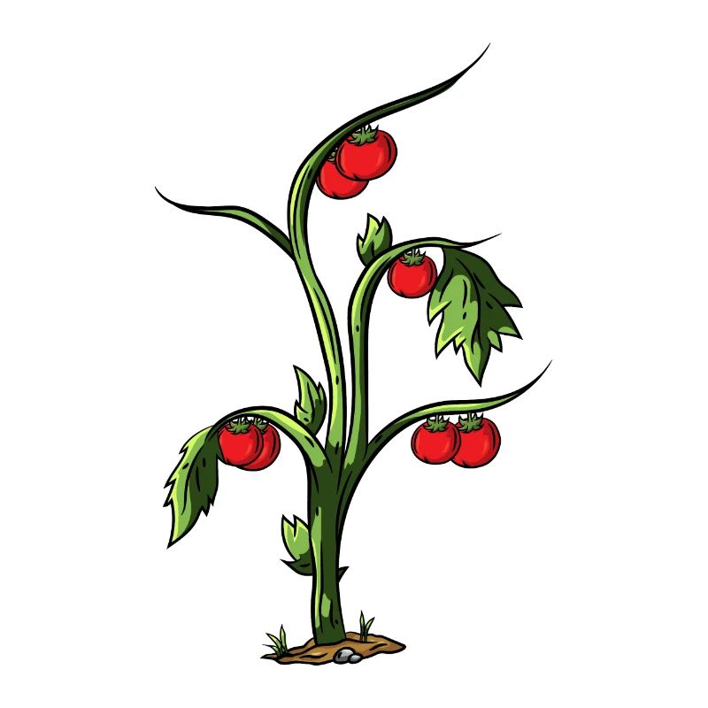 Tomato