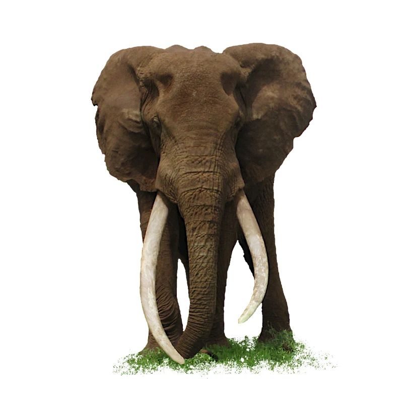 Elefant - Kenia - Afrika