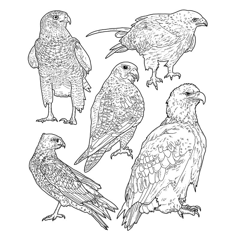 Oiseaux de proie, rapaces