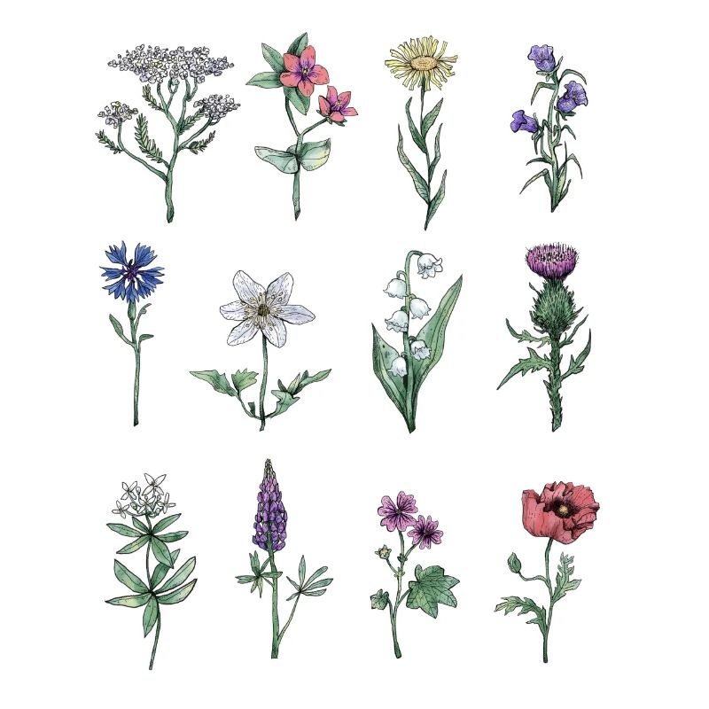 Différentes fleurs sauvages