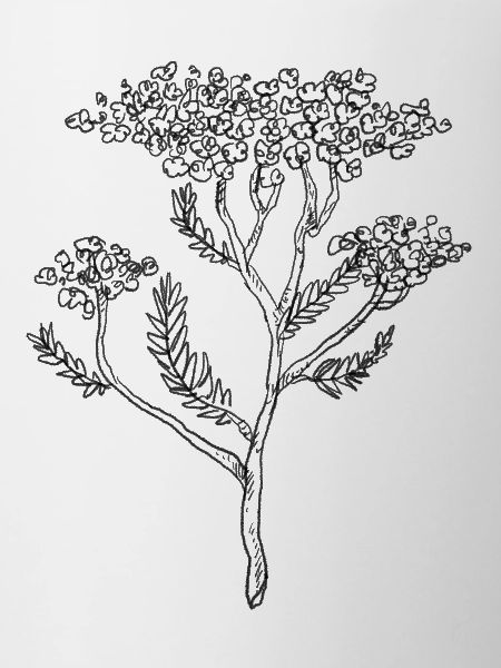 Yarrow Yarrow Achillea millefolium