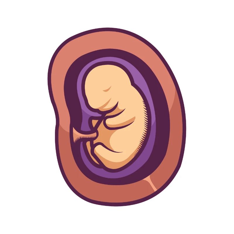 Un bébé dans l'utérus.