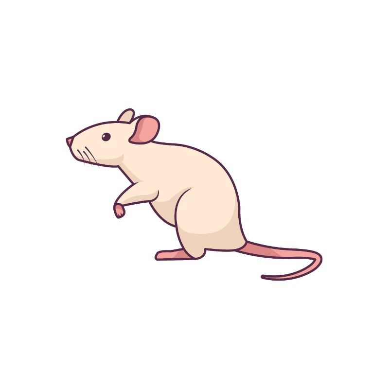 Clipart de rat blanc