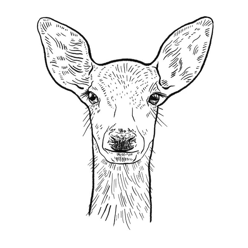 Deer