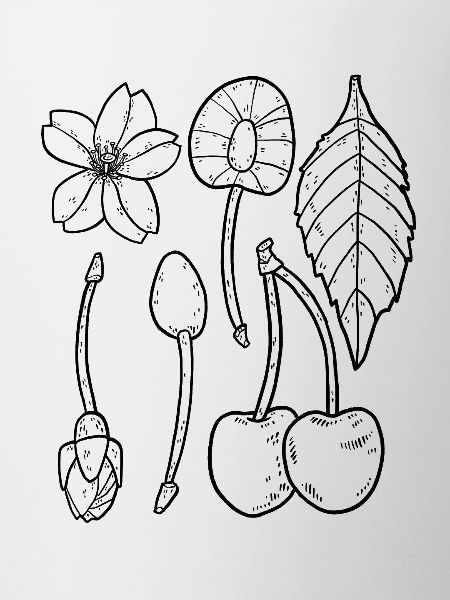 Cerises