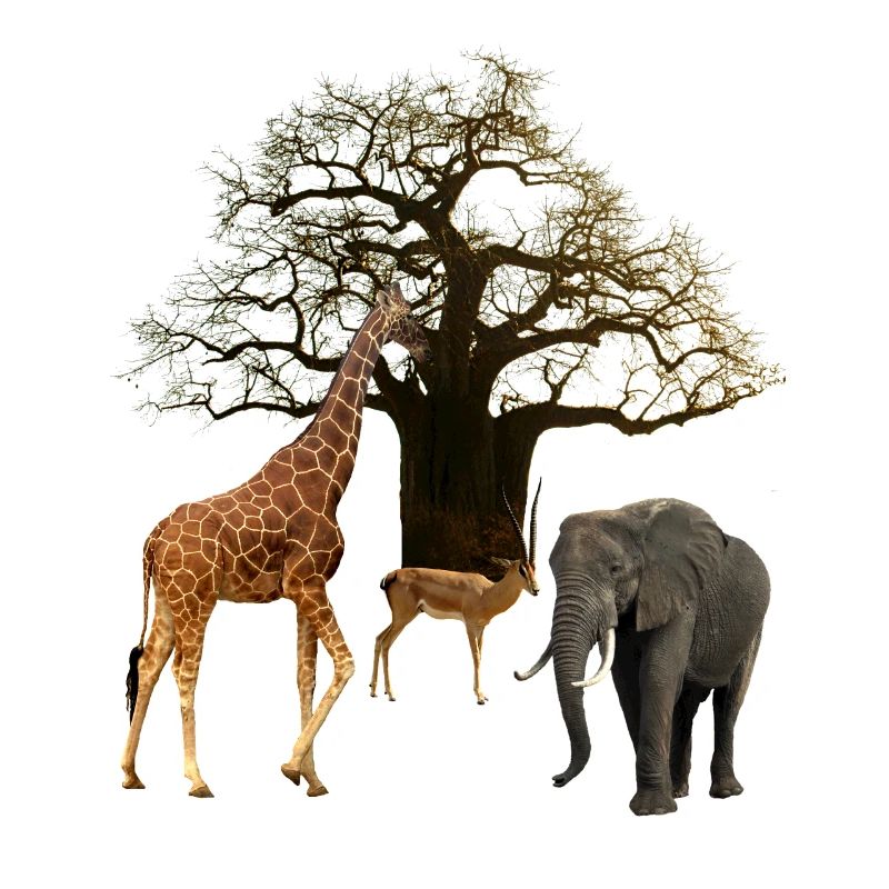 Baobab mit Giraffe und Elefant und Impala - Afrika