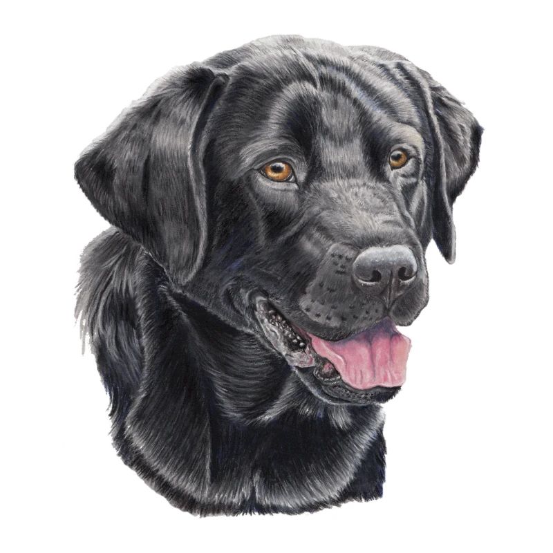 labrador retriever black P