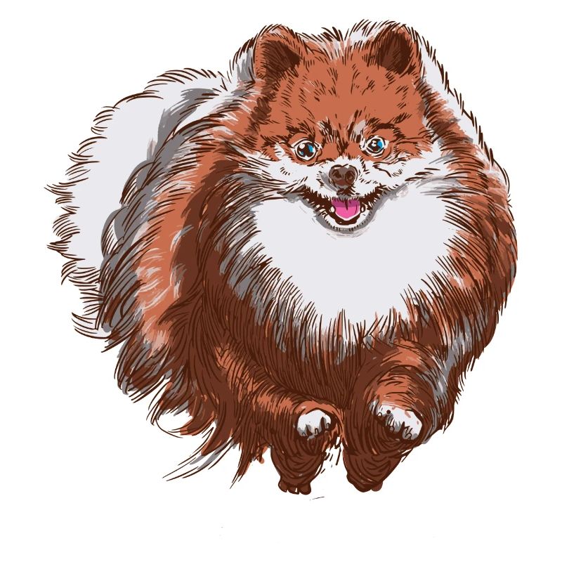 Süßer Spitz rennt auf dich zu - Spitz Hund Design