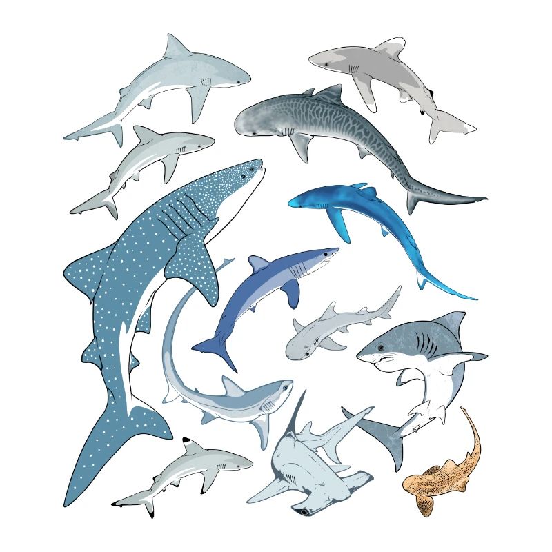 requin tigre requin bleu requin baleine espèce de requin