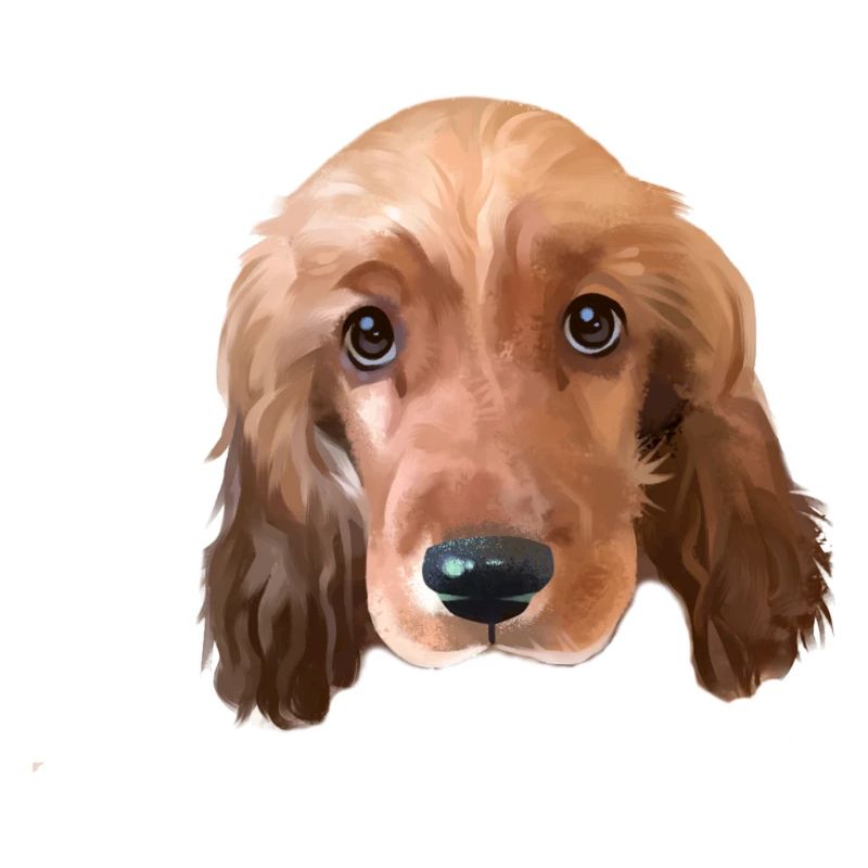 Chien Cocker Spaniel