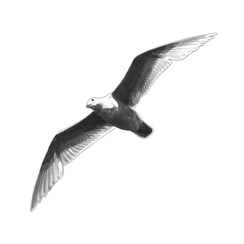 Schwarz Weiss Möwe Im Flug
