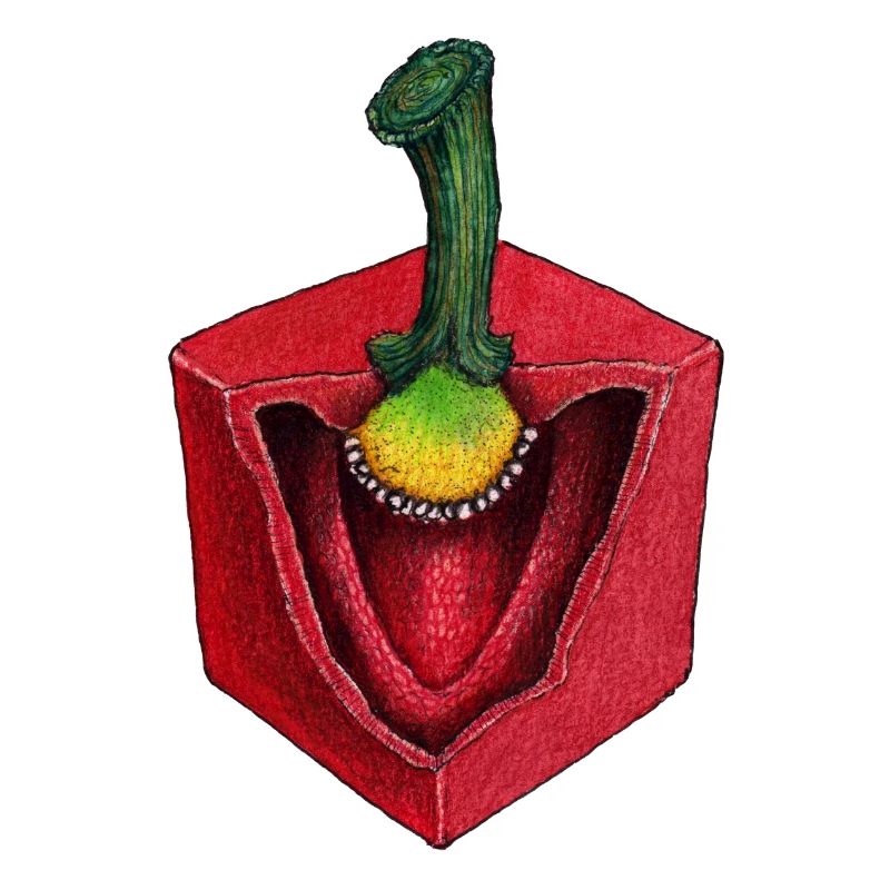 Pepper Cubus Cube vegetable cubes