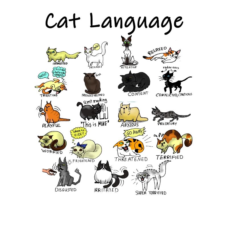 Langue de chat
