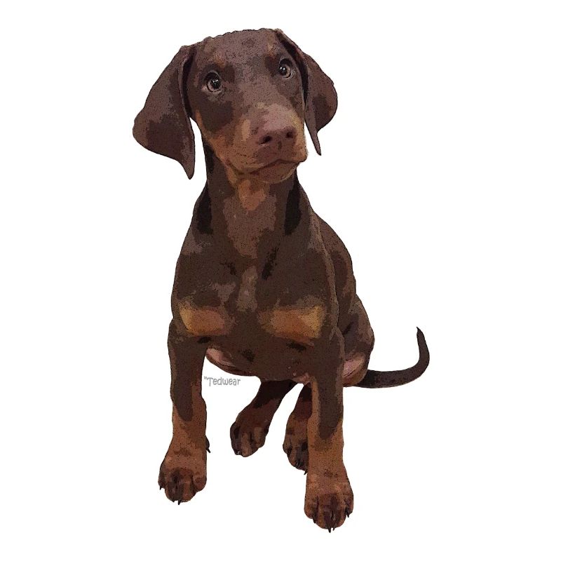 Dobermann-Welpe