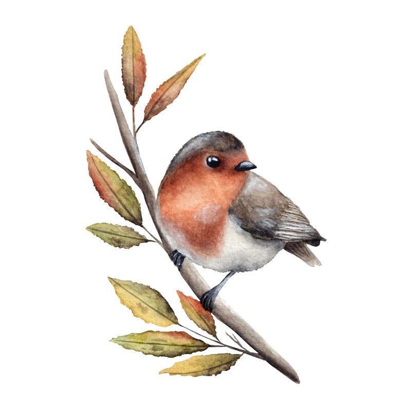 Robin