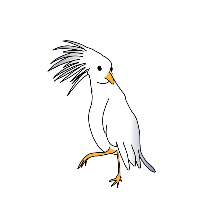 Cagou oder Crested Kagou aus Neukaledonien