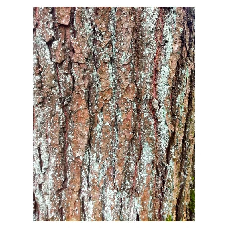 Tree, wood, bark, bark, pattern