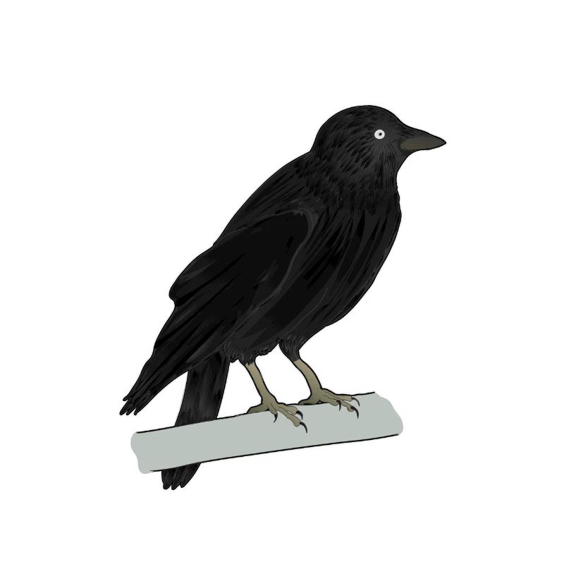 Dohle Rabenvogel