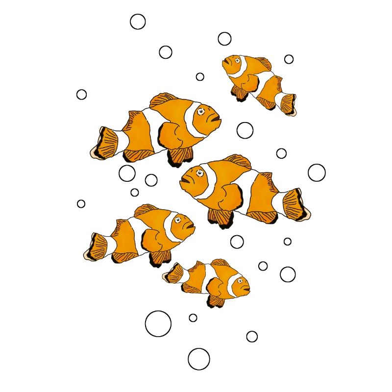 Clown fish
