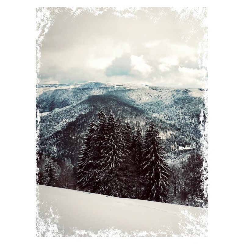 Black forest in winter