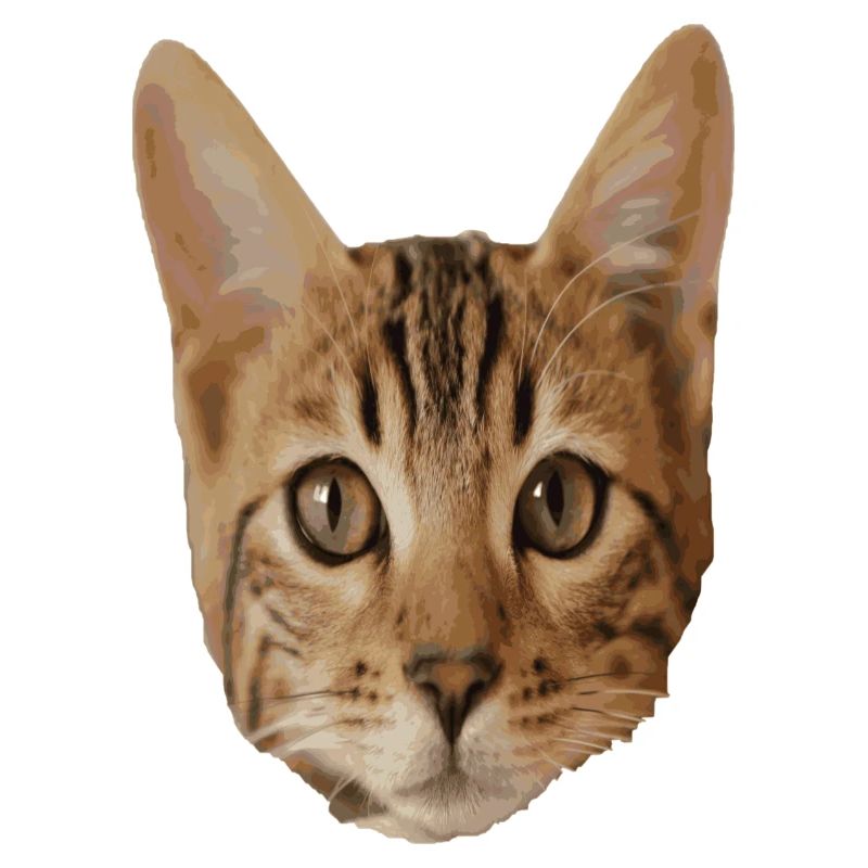 Cat head
