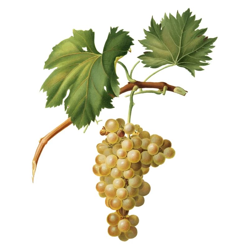 Grappe de raisins