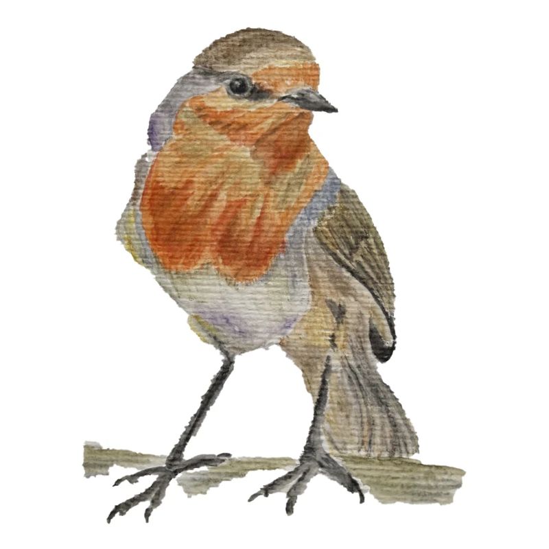 Rotkehlchen