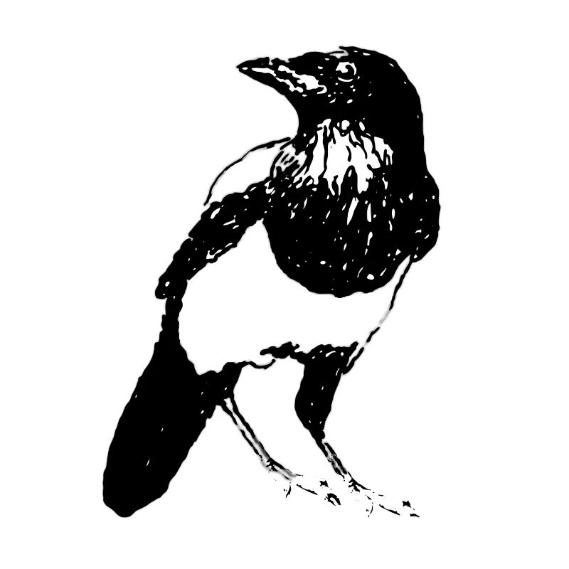 Pie oiseau | Magpie Bird