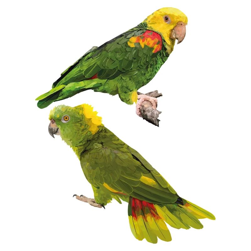 Perroquets
