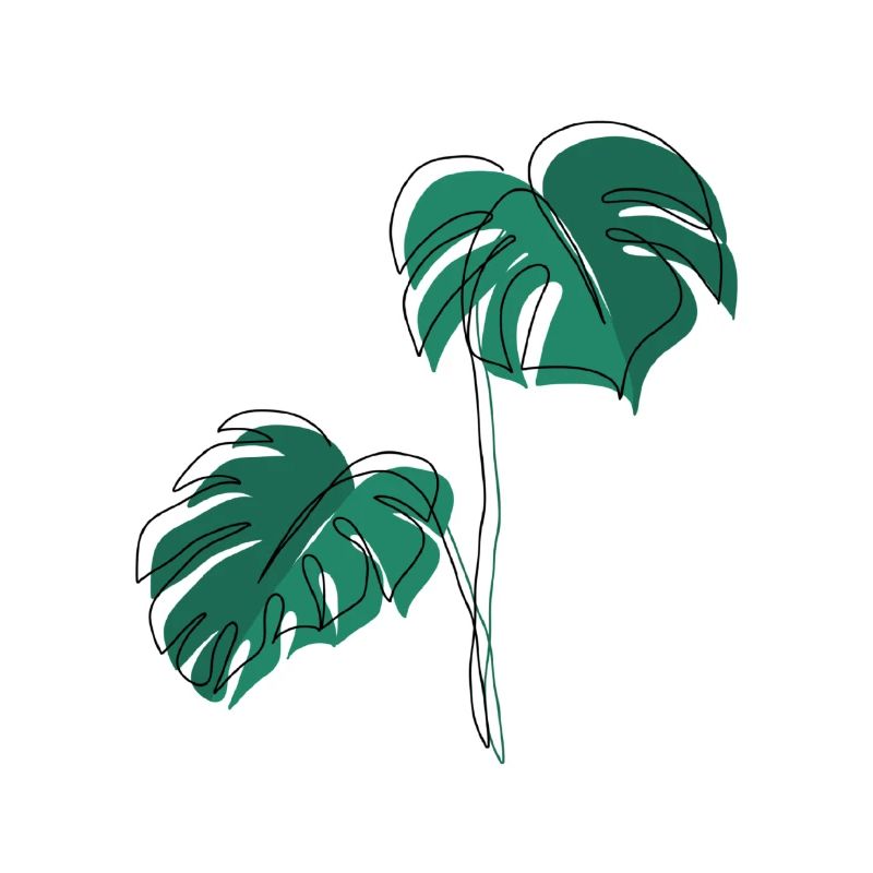 Monstera, Linéaire, plan, plante, Leaf, Minimal