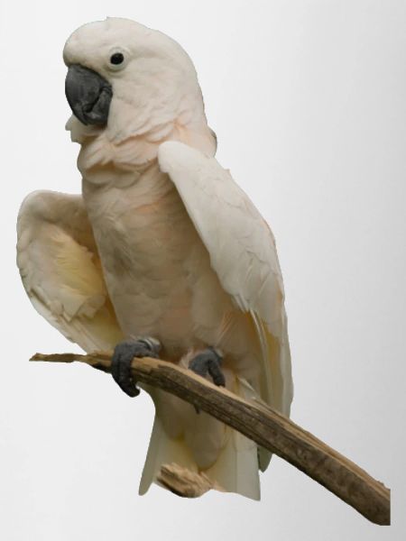 white galah cockato