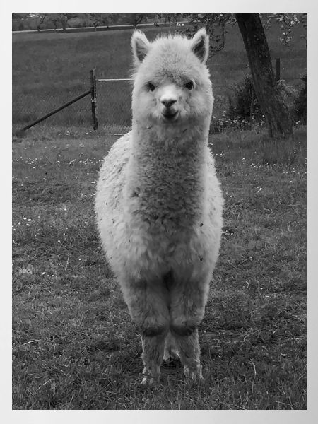 alpaca