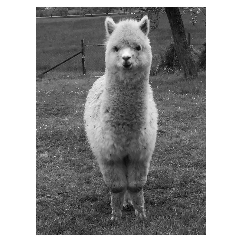 alpaca
