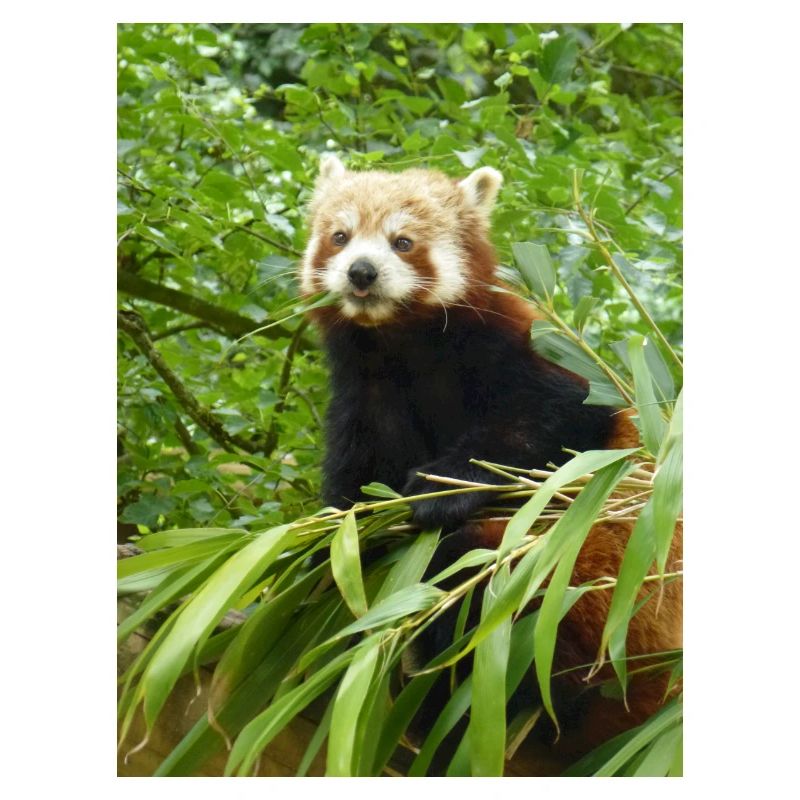 Red Panda
