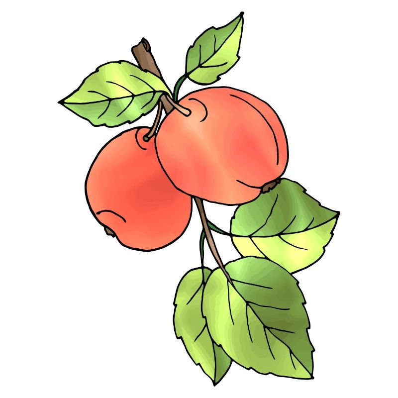 Apples