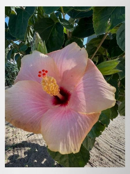 Hibiskus