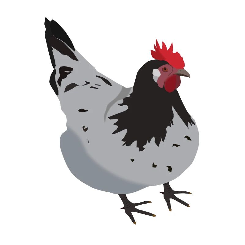 Huhn